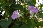 : - Argyreia capitiformis