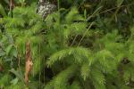 : - Dacrydium elatum