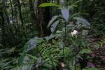 : - Arisaema wrayi