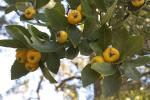 : - Crataegus mexicana