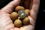 : - Dimocarpus longan subsp. malesianus