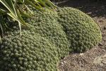 : - Euphorbia pulvinata