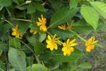 : - Gardenia carinata