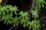 Haiti-Prunkwinde - Ipomoea mauritiana