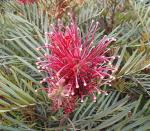 Australische Silbereiche - Grevillea banksii