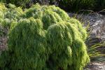 : - Acacia cognata