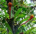 :-Guzmania musaica