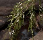 : - Baeckea linifolia