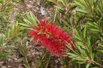 : - Callistemon kenmorrisonii