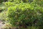 : - Ficus erecta
