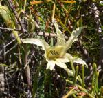 : - Gladiolus undulatus
