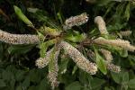 : - Grevillea hilliana