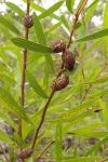 : - Hakea dactyloides