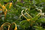 : - Lonicera hildebrandiana