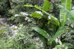 : - Musa monticola