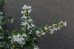 : - Osmanthus delavayi