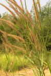 : - Pennisetum polystachion