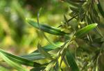 : - Podocarpus lambertii
