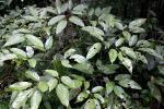 : - Schefflera bipalmatifolia