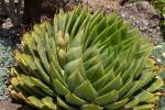 : - Aloe polyphylla