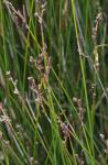 : - Machaerina juncea