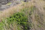 Spiegelbusch - Coprosma repens