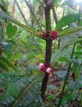 : - Hoffmannia congesta