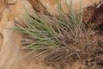 : - Agrostis billardierei