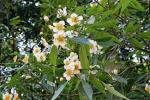 : - Schima crenata