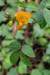 Stink-Kassie - Senna occidentalis