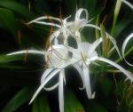 : - Hymenocallis littoralis