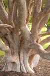 : - Syzygium francisii
