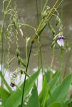 : - Thalia geniculata