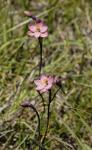 : - Thelymitra rubra