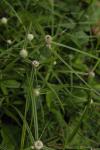 : - Kyllinga nemoralis