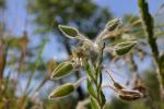 : - Trichodesma zeylanicum