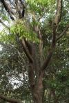 : - Ulmus elongata