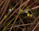 : - Utricularia uliginosa