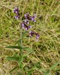 Eisenkraut - Verbena bonariensis