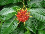 : - Isertia haenkeana