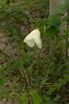 Gelber Orchideenbaum - Bauhinia tomentosa