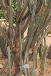 : - Cereus aethiops