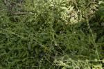 : - Cynoglossum australe