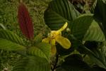 : - Dillenia obovata