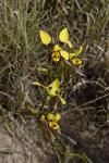 : - Diuris maculata