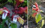 Purpurschopf - Justicia brandegeeana