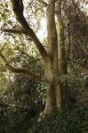 : - Dendrocnide excelsa