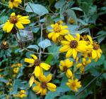 : - Lasianthaea fruticosa