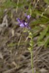 : - Linaria incarnata