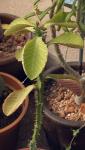 : - Euphorbia magnifica